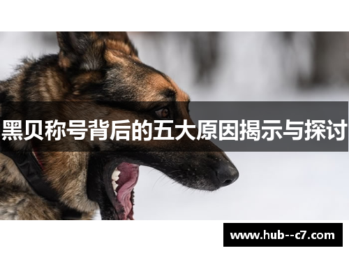 黑贝称号背后的五大原因揭示与探讨